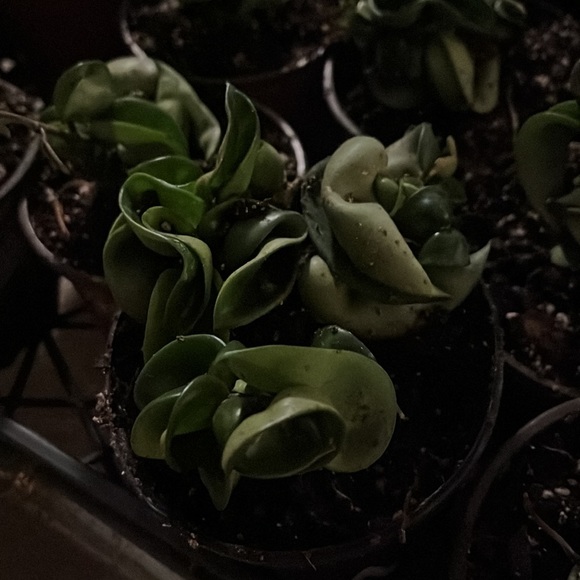 Hindu Hoya Rope/compacta 🪴✅💚 - Picture 4 of 6